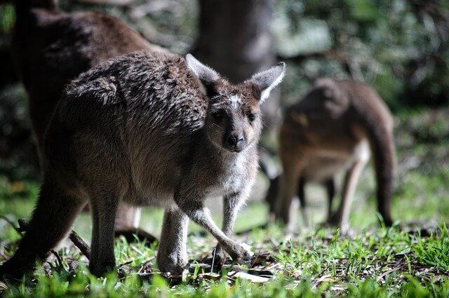 Teaching abroad in Australia